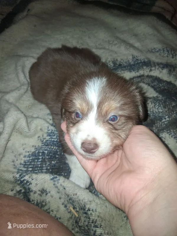 Bear – Miniature Australian Shepherd puppy for sale in Stockton, MO