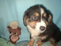 Rufus, a male Miniature Australian Shepherd for sale in Stockton, MO – 4 of 6