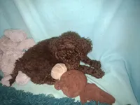 Ranger, a male Poodle - Standard  for sale in Stockton, MO – 3 of 4