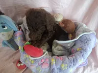 Dixie female, a female Poodle - Standard  for sale in Stockton, MO – 3 of 5