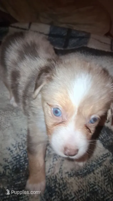Tango – Miniature Australian Shepherd puppy for sale in Stockton, MO