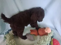 Whisky, a male Poodle - Standard  for sale in Stockton, MO – 5 of 6