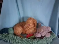 Moose, a male Poodle - Standard  for sale in Stockton, MO – 2 of 4