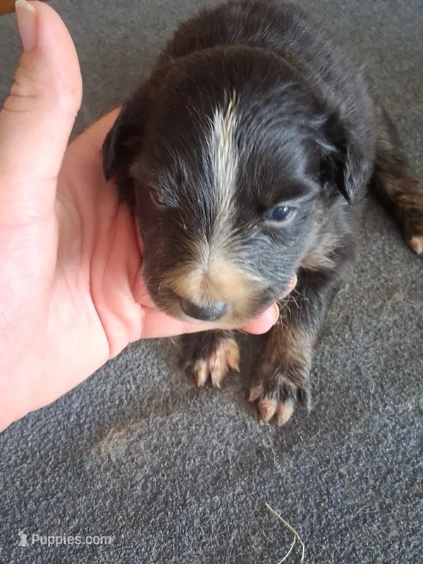 Jade – Miniature Australian Shepherd puppy for sale in Stockton, MO