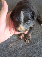 Jade, a female Miniature Australian Shepherd for sale in Stockton, MO – 1 of 1