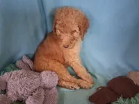 Moose, a male Poodle - Standard  for sale in Stockton, MO – 4 of 4