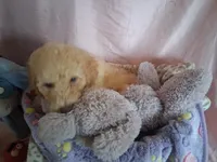 Rose, a female Poodle - Standard  for sale in Stockton, MO – 3 of 7