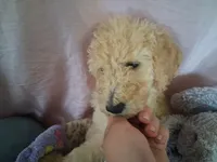 Poppy, a female Poodle - Standard  for sale in Stockton, MO – 3 of 6