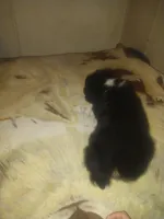 Leo, a male Miniature Australian Shepherd for sale in Stockton, MO – Photo 3 of 3