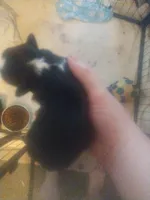 Leo, a male Miniature Australian Shepherd for sale in Stockton, MO – Photo 1 of 2