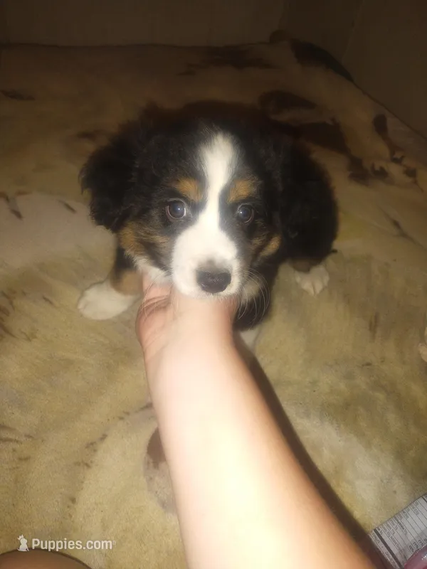 Leo – Miniature Australian Shepherd puppy for sale in Stockton, MO