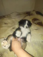 Leo, a male Miniature Australian Shepherd for sale in Stockton, MO – Photo 2 of 3