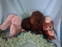 Brownie, a male Poodle - Standard  for sale in Stockton, MO – 4 of 6