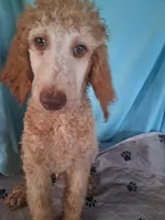 Rocky, a male Poodle - Standard  for sale in Stockton, MO – 2 of 4