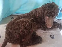 Simba, a male Poodle - Standard  for sale in Stockton, MO – 1 of 4