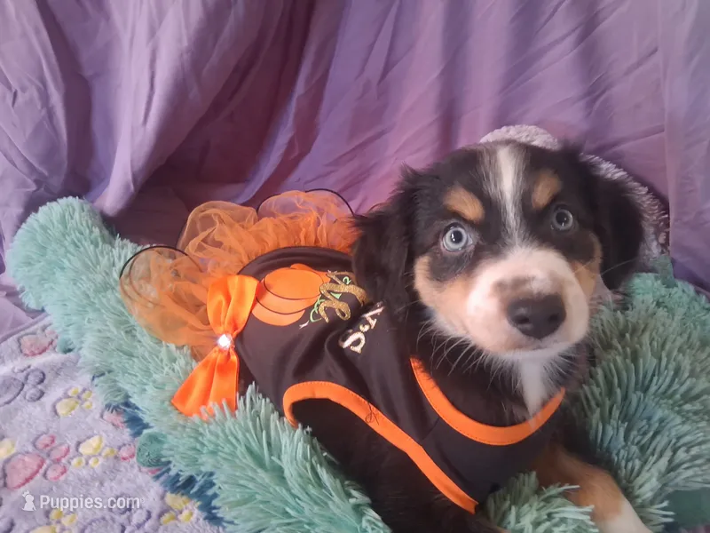 Roxie – Miniature Australian Shepherd puppy for sale in Stockton, MO
