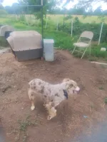 Loco, a female Miniature Australian Shepherd for sale in Stockton, MO – 2 of 3
