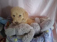 Rose, a female Poodle - Standard  for sale in Stockton, MO – 2 of 7