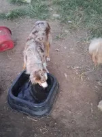 Loco, a female Miniature Australian Shepherd for sale in Stockton, MO – 1 of 3