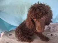 Simba, a male Poodle - Standard  for sale in Stockton, MO – 4 of 4