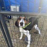 Lilly, a female Treeing Walker Coonhound for sale in Quebeck, TN – Photo 1 of 5