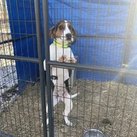 Lilly, a female Treeing Walker Coonhound for sale in Quebeck, TN – Photo 3 of 5