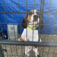 Lilly, a female Treeing Walker Coonhound for sale in Quebeck, TN – Photo 2 of 5