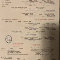 Lilly, a female Treeing Walker Coonhound for sale in Quebeck, TN – Photo 5 of 5