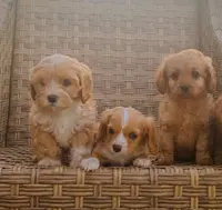 Females, a female Cavapoo for sale in Quebeck, TN – Photo 2 of 2