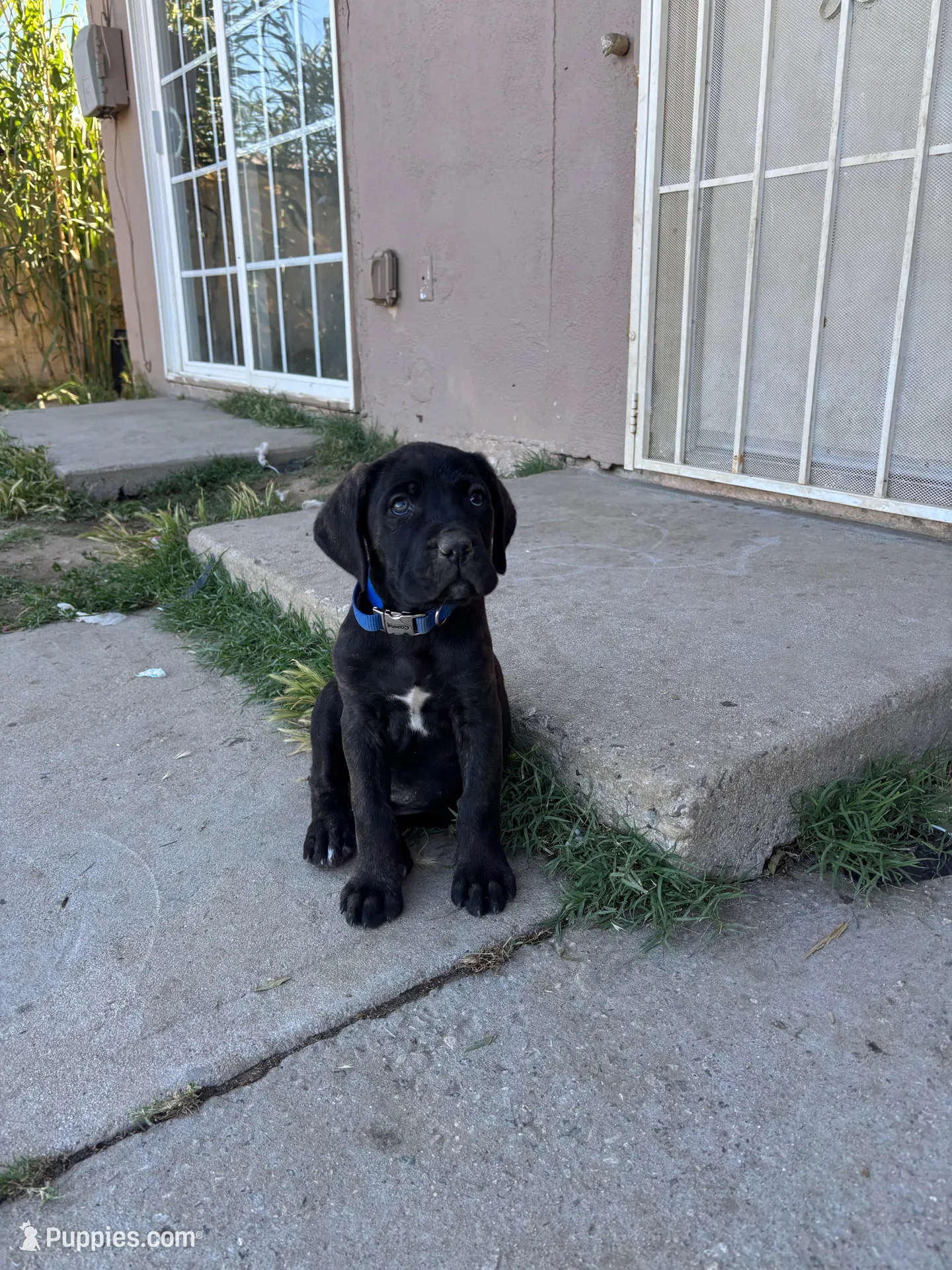 Grey – Cane Corso puppy for sale in Banning, CA