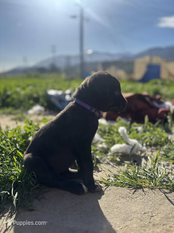 Purple – Cane Corso puppy for sale in Banning, CA