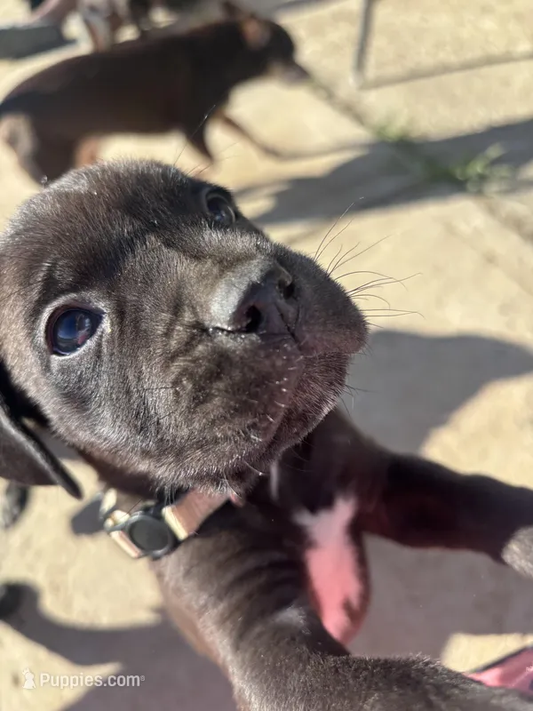 White – Cane Corso puppy for sale in Banning, CA