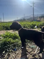 White, a female Cane Corso for sale in Banning, CA – Photo 2 of 4