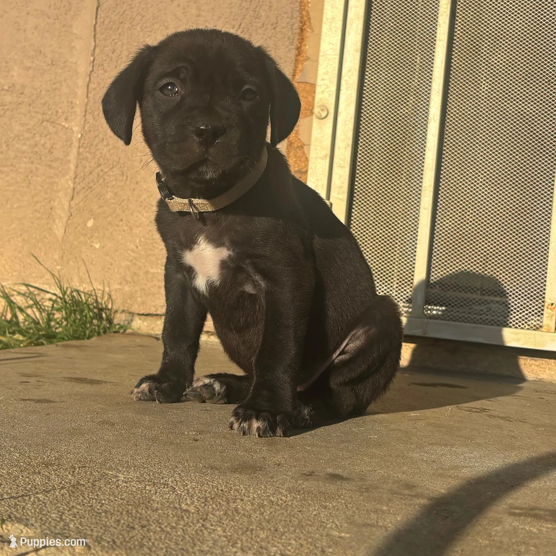White, a female Cane Corso for sale in Banning, CA – Photo 4 of 4