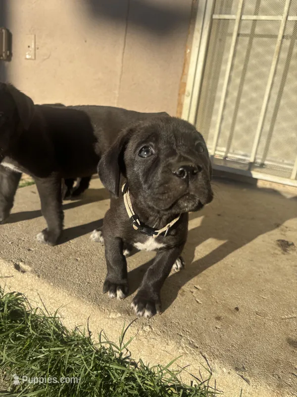 White – Cane Corso puppy for sale in Banning, CA