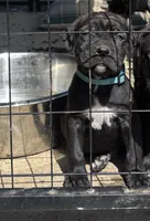 Blue, a male Cane Corso for sale in Banning, CA – Photo 2 of 5