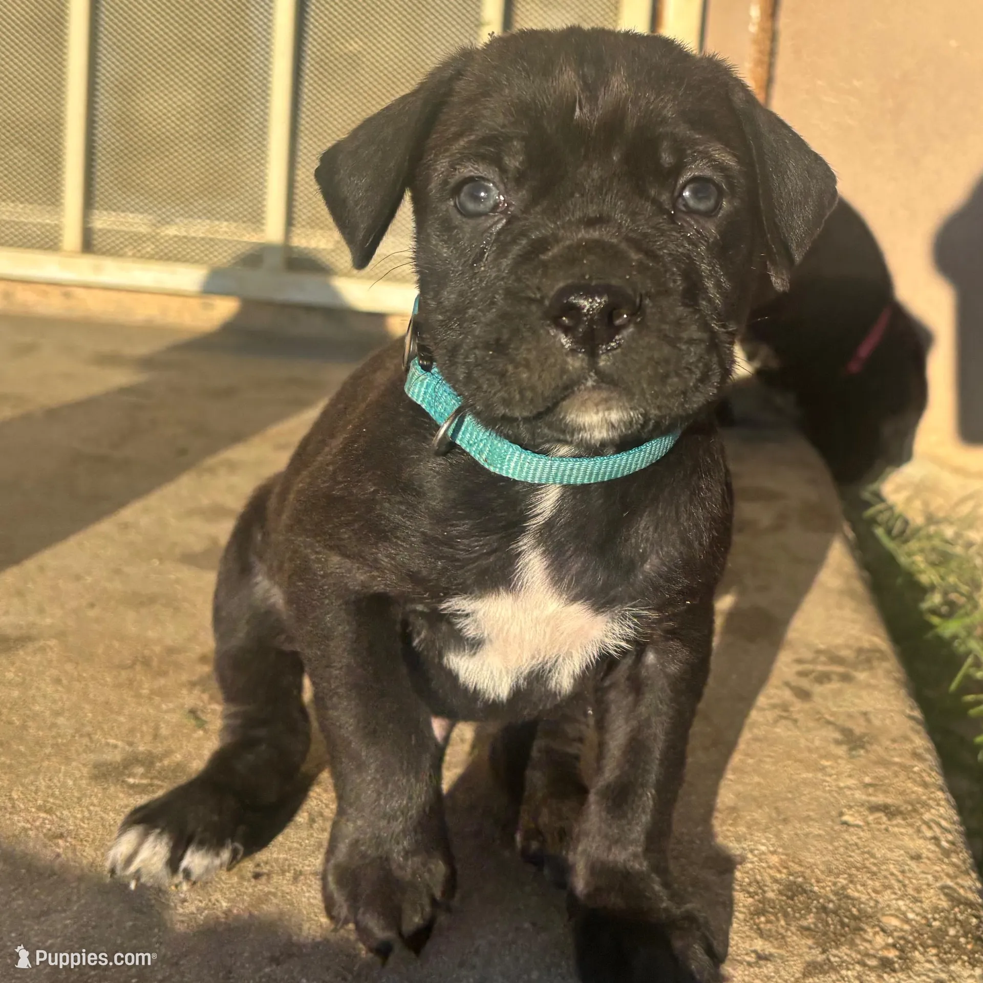 Blue, a male Cane Corso for sale in Banning, CA – Photo 5 of 5