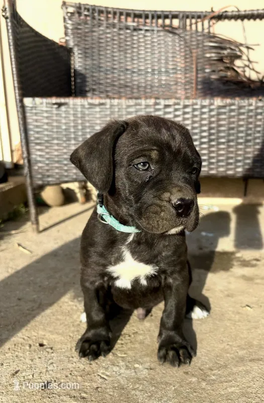 Blue – Cane Corso puppy for sale in Banning, CA