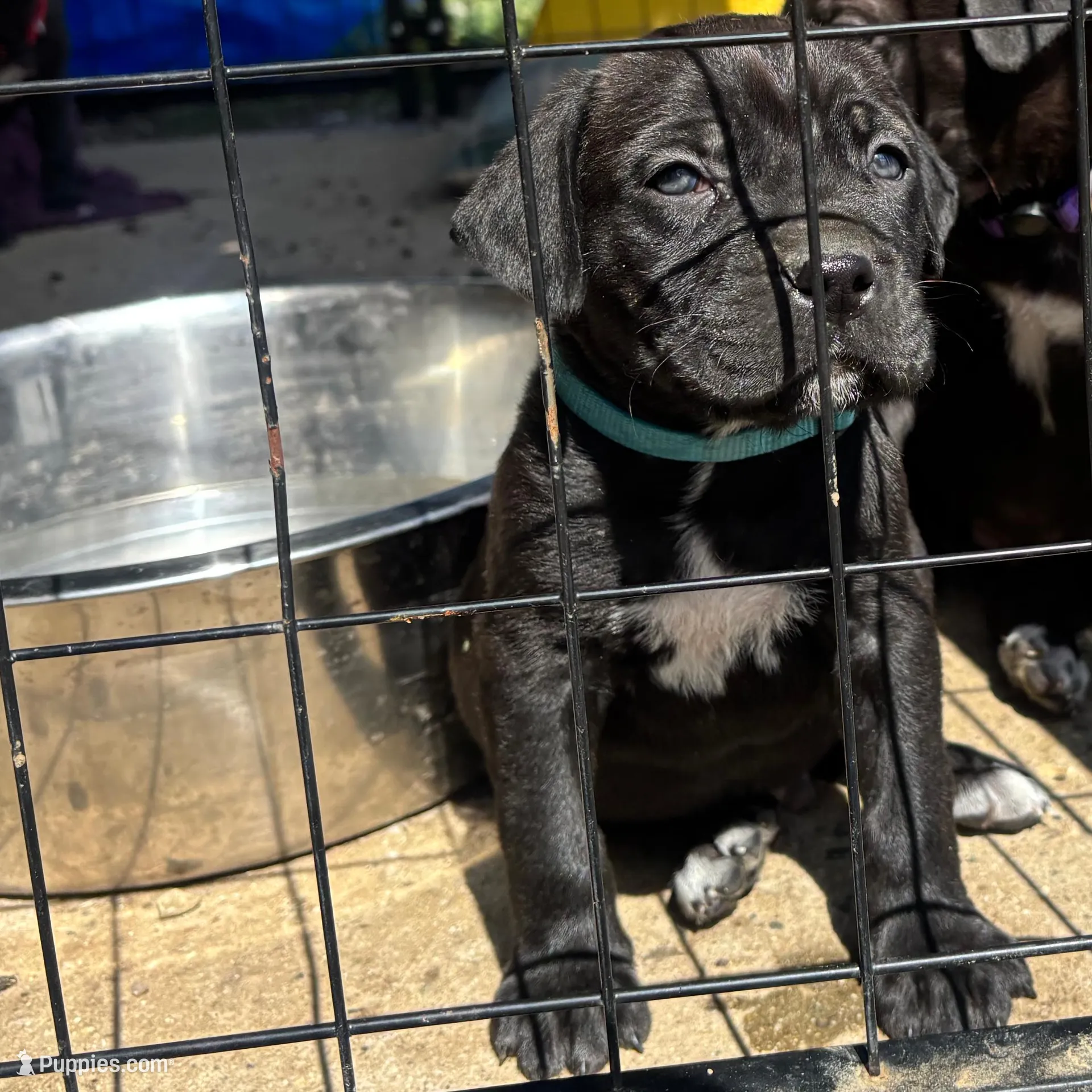 Blue – Cane Corso puppy for sale in Banning, CA
