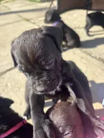 Blue, a male Cane Corso for sale in Banning, CA – Photo 4 of 5