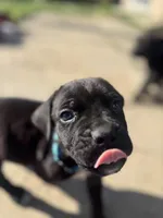 Blue, a male Cane Corso for sale in Banning, CA – Photo 3 of 5