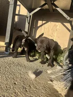 Red, a male Cane Corso for sale in Banning, CA – Photo 5 of 5