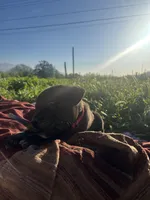 Red, a male Cane Corso for sale in Banning, CA – Photo 2 of 5