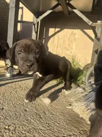 Red, a male Cane Corso for sale in Banning, CA – Photo 4 of 5