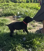 Red, a male Cane Corso for sale in Banning, CA – Photo 3 of 5