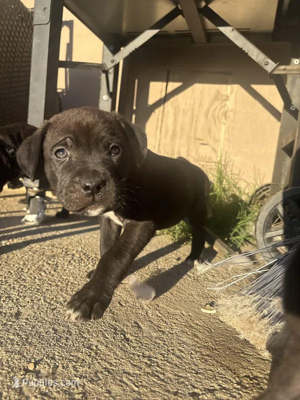 Red – Cane Corso puppy for sale in Banning, CA