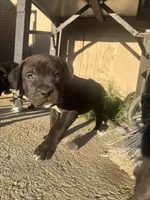 Red, a male Cane Corso for sale in Banning, CA – Photo 1 of 5