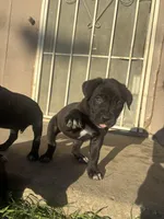 Purple, a female Cane Corso for sale in Banning, CA – Photo 5 of 5