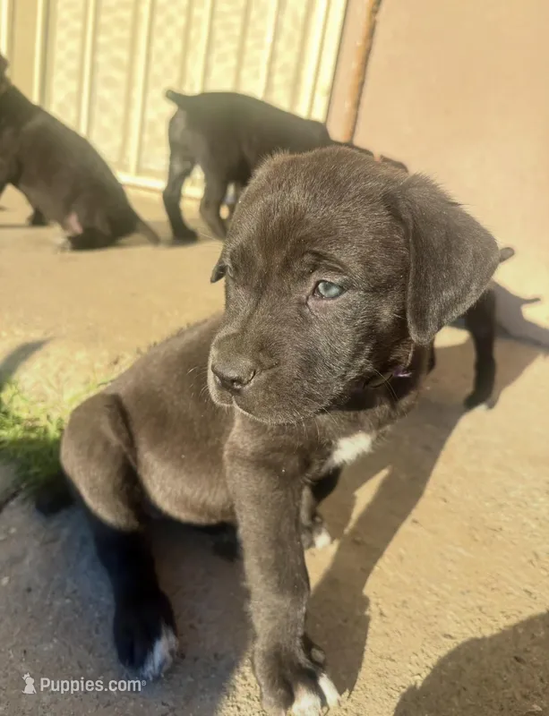 Purple – Cane Corso puppy for sale in Banning, CA
