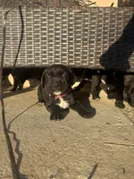 Pink, a female Cane Corso for sale in Banning, CA – Photo 3 of 3